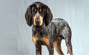 Bluetick Coonhound Temperament and Personality