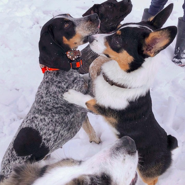 can a billy and a bluetick coonhound be friends