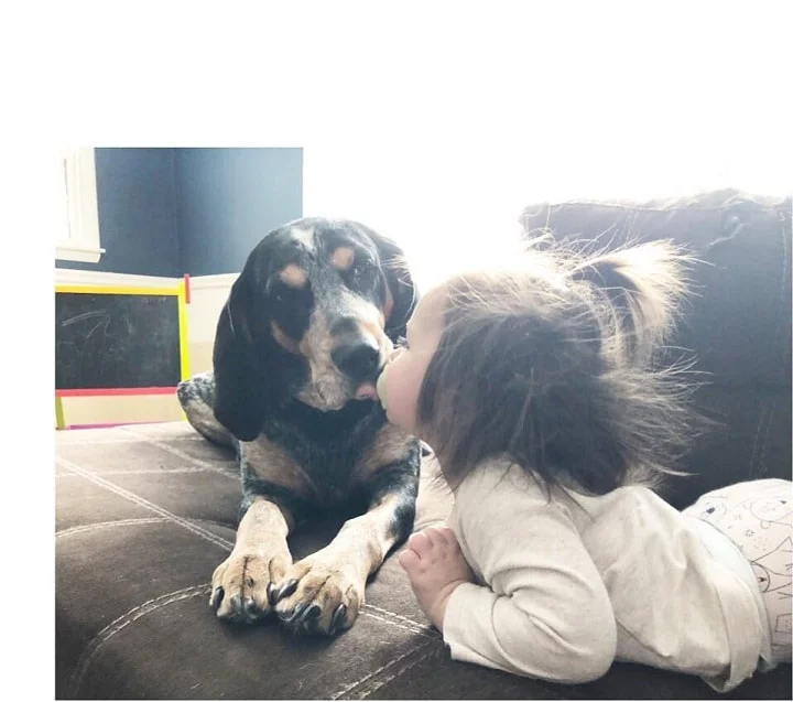 Bluetick Coonhound is child-friendly