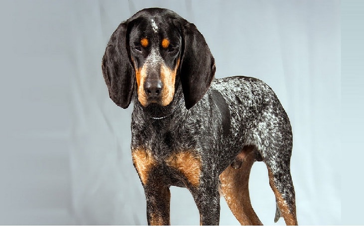 are coonhounds aggressive