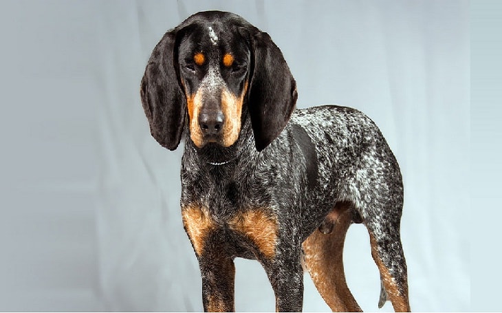 what health problems do bluetick coonhound have