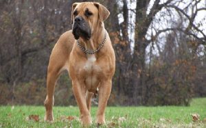 is the boerboel considered aggressive