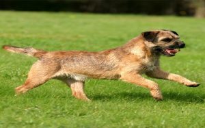 are border terrier good with kids