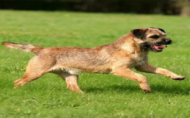 temperament of Border Terrier dogs