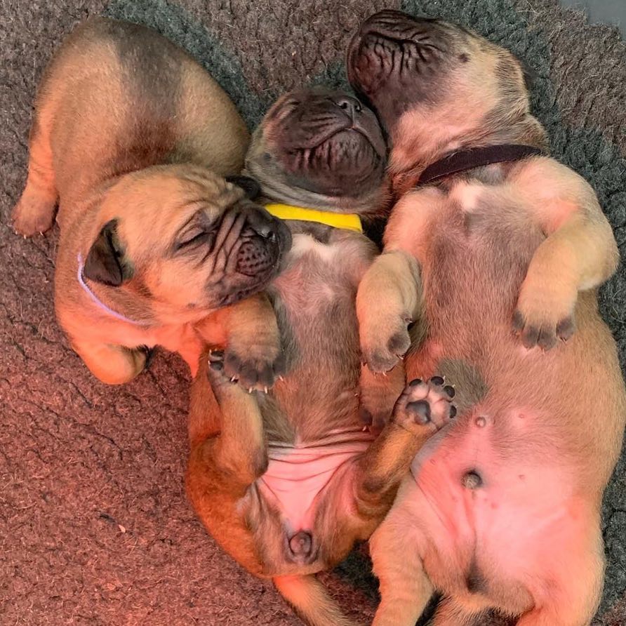 Boerboel Puppies