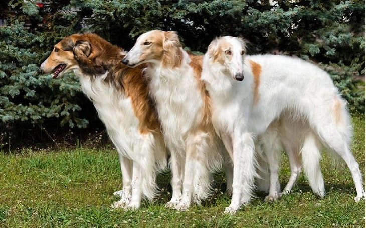 temperament of Borzoi dogs