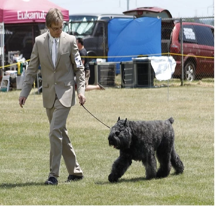 temperament of Bouvier des Flandres