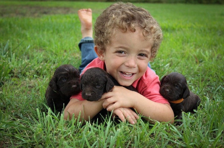 Boykin Spaniel is child friendly