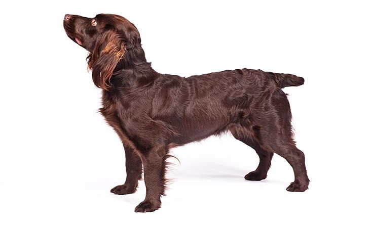 Boykin Spaniel Temperament and Personality