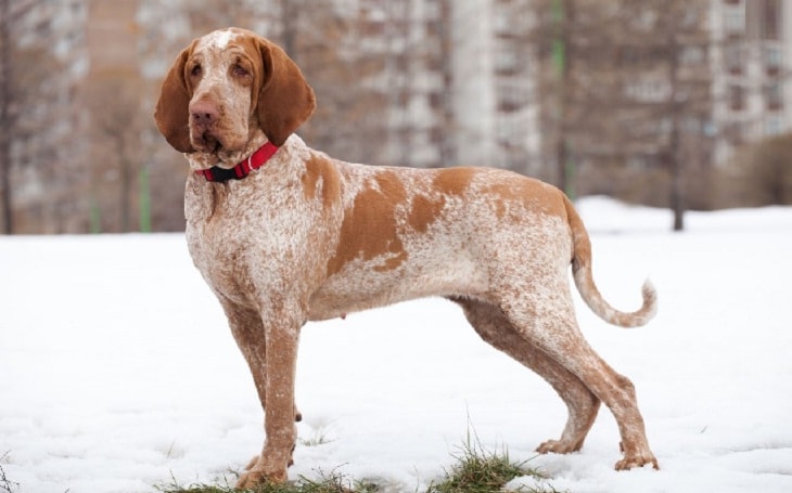 Bracco Italiano Pointer Temperament and Personality