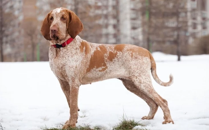 Bracco Italiano Pointer Temperament and Personality
