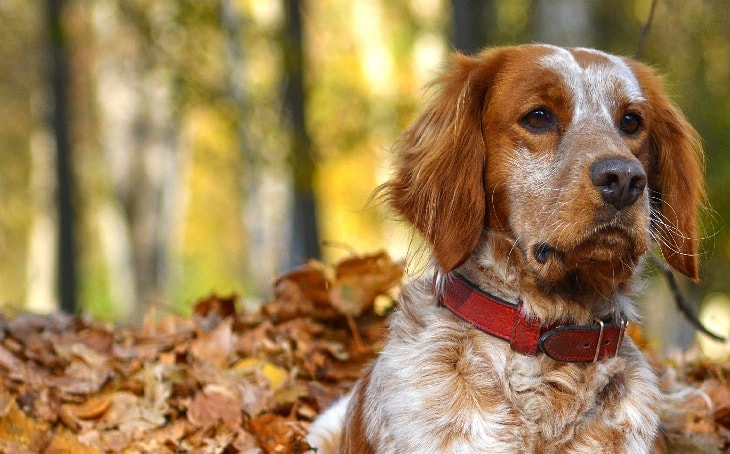 Beautiful Brittany Dog.