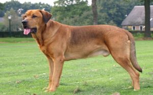 All About Broholmer Dog Breed