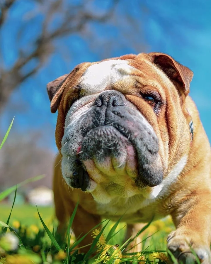 Bull Dog which is similar to Miniature Bull Terrier