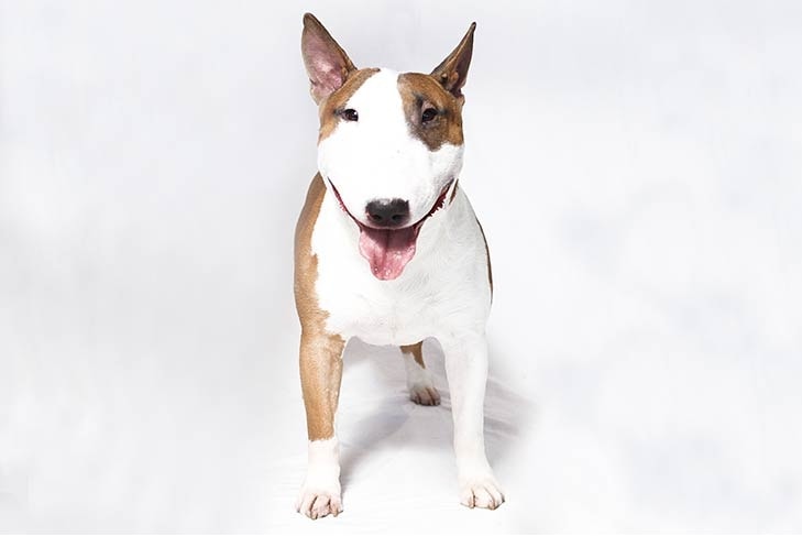 Bull Terrier which is similar to Miniature Bull Terrier