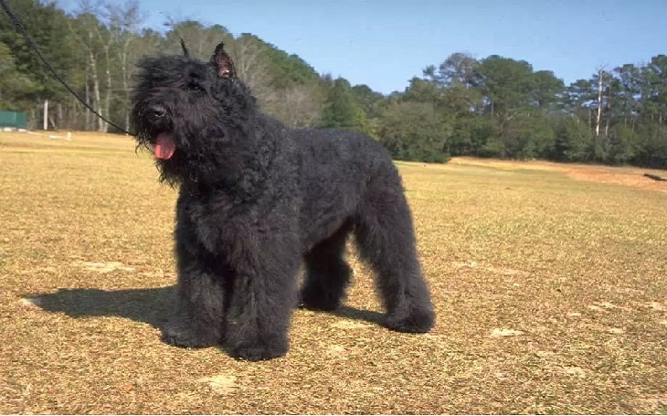 are bouvier des flandres noisy