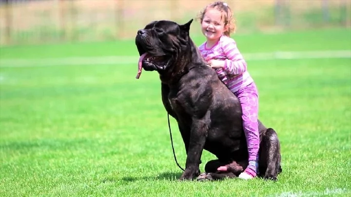 Child on a Cane corso Back