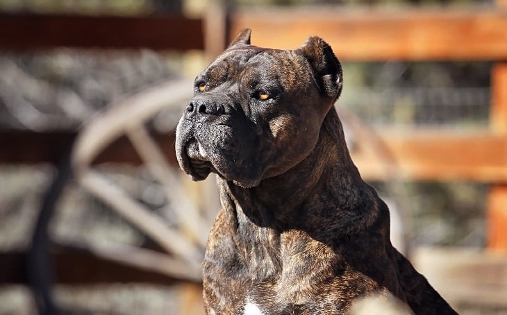 13 Week Old Italian Mastiff Cane Corso Puppies Imported