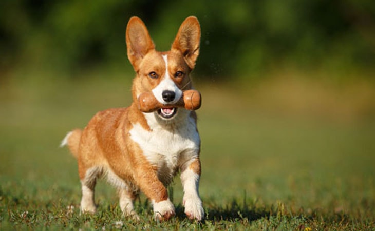 A Cardigan Welsh Corgi running in a garden with a toy.