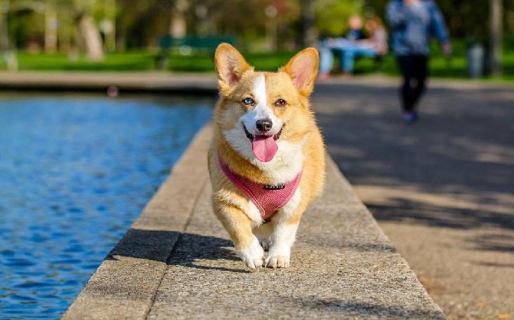 does the cardigan welsh corgi have canine distemper