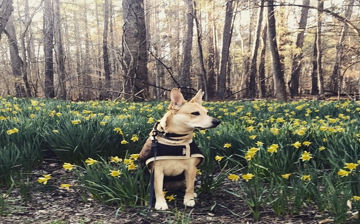 A Carolina dog sitting near a garden.