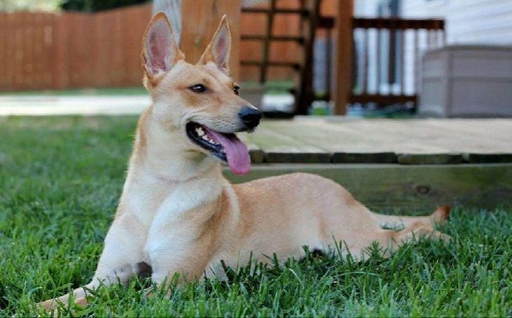 are carolina dog hypoallergenic