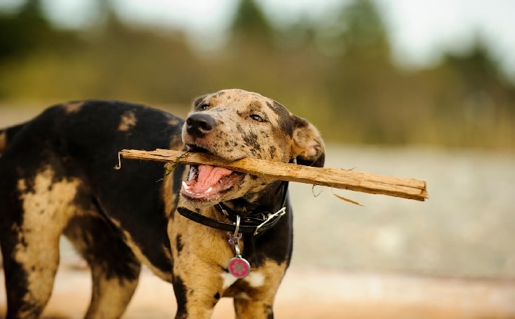 Catahoula Leopard Dog Playing Outdoor.