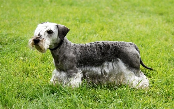 Cesky Terrier Dog Breed.