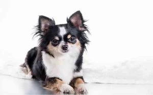 temperament of Chihuahua dog.