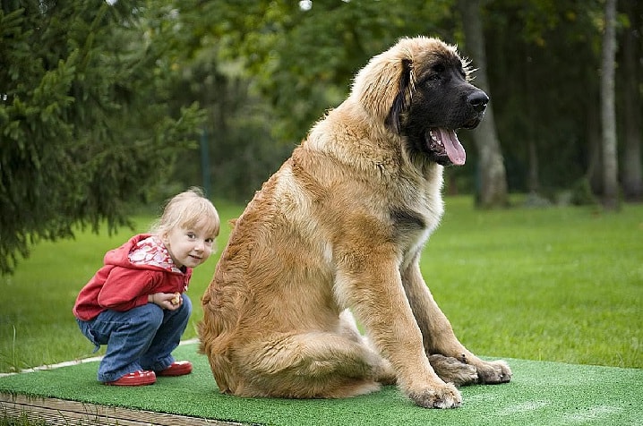 Leonberger is child friendly