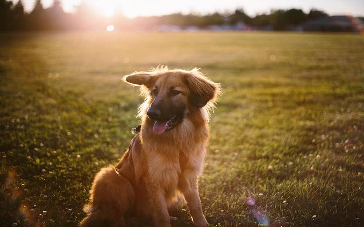 A Chinook dog in an open ground.