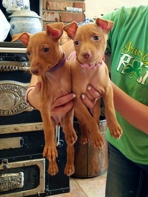 Cirneco dell'Etna Puppies