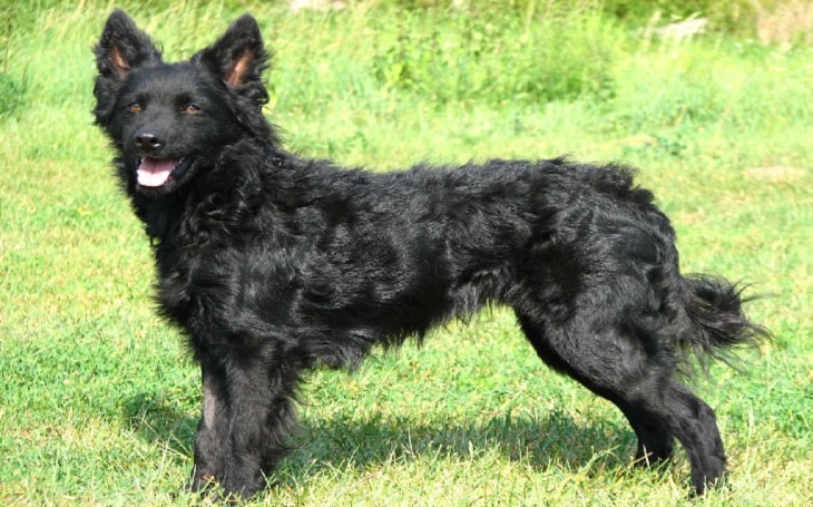 are croatian sheepdogs good with other dogs