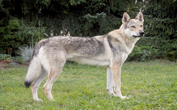 Download Czechoslovakian Vlcak Dog Breed - Origin, Behavior, Trainability, Facts, Photos, Puppy, Color