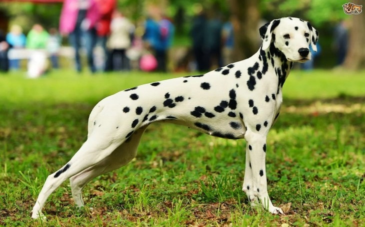 Dalmatian Are Medium-large Sized Dogs