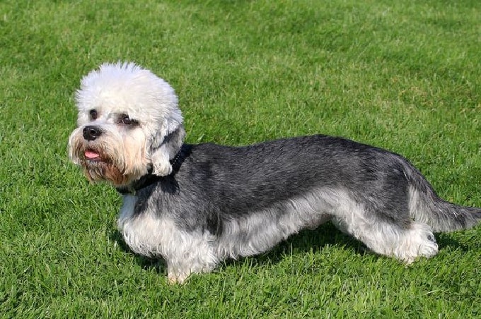 Dandie Dinmont Behavir