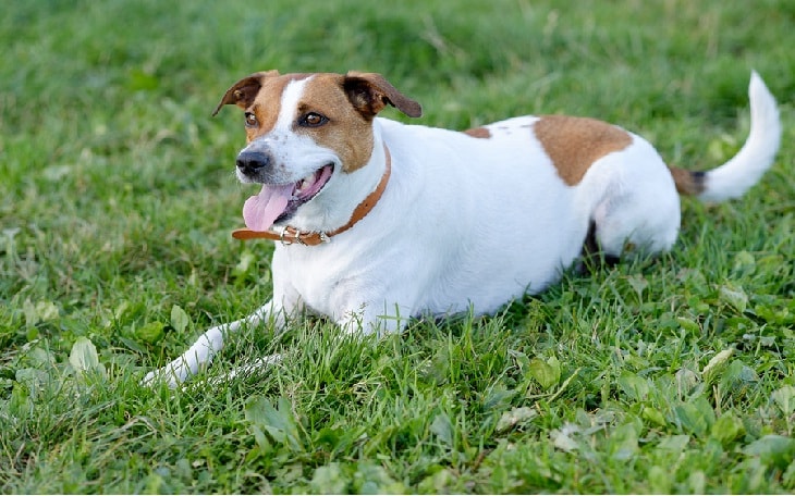 Danish-Swedish Farmdog Behavior