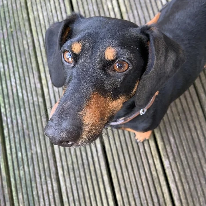 Daschund which is similar to Portuguese Podengo Pequeno