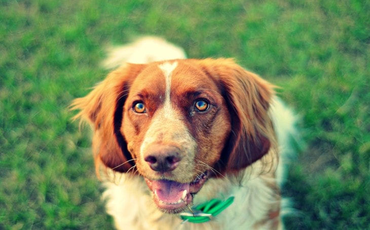 Deutscher Wachtelhund Are medium-Sized Gundog