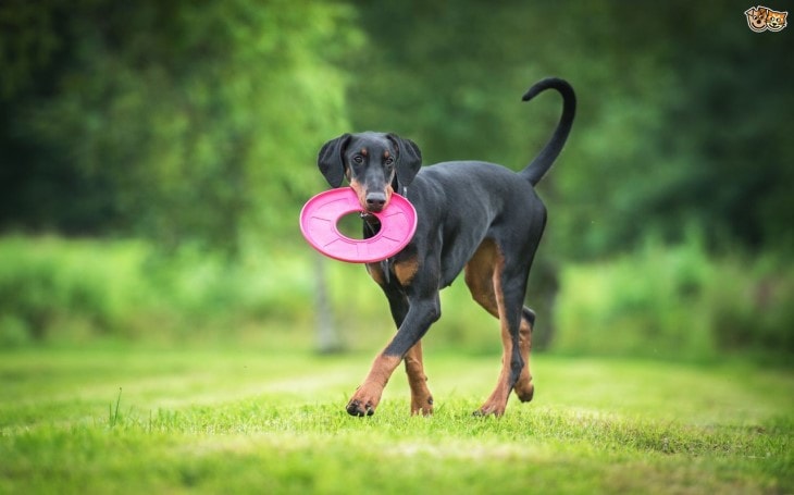 Doberman Are Medium-Sized Dogs