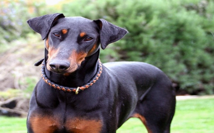 where did the doberman pinscher originate from