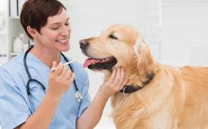 A vet examining a dog.