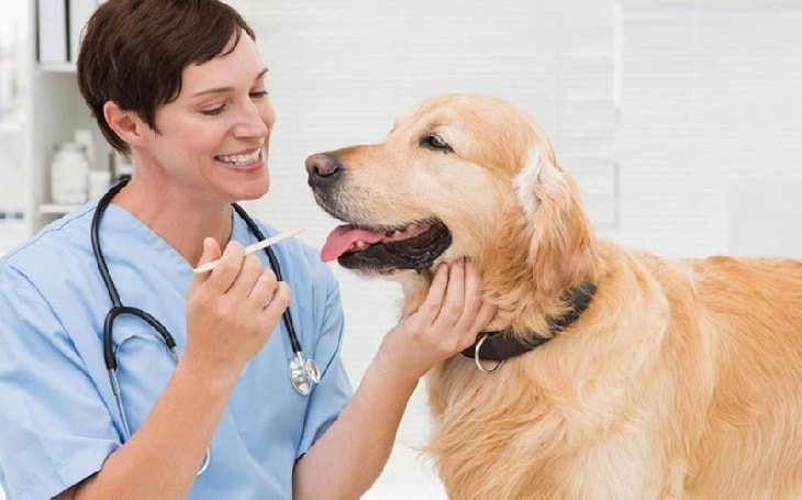 Why is Cephalexin required for dogs? Know It’s Side Effects, Dosage, and Proper Use