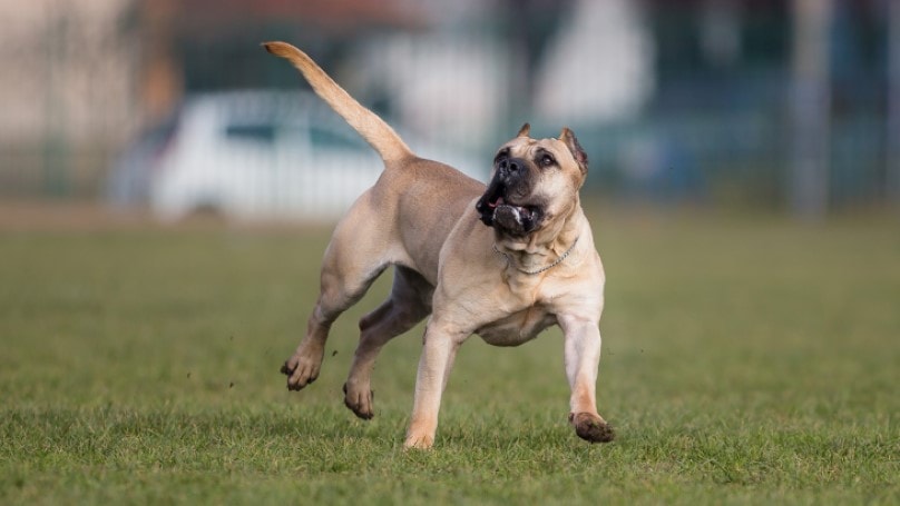 is the perro de presa mallorquin considered aggressive