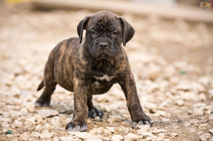 Perro De Presa Canario Puppies Are Cute 