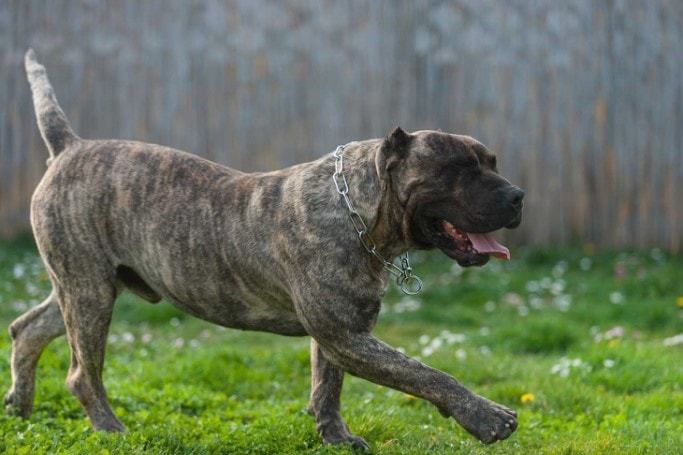 Perro De Presa Canario Is Well Known As Dogo Canario