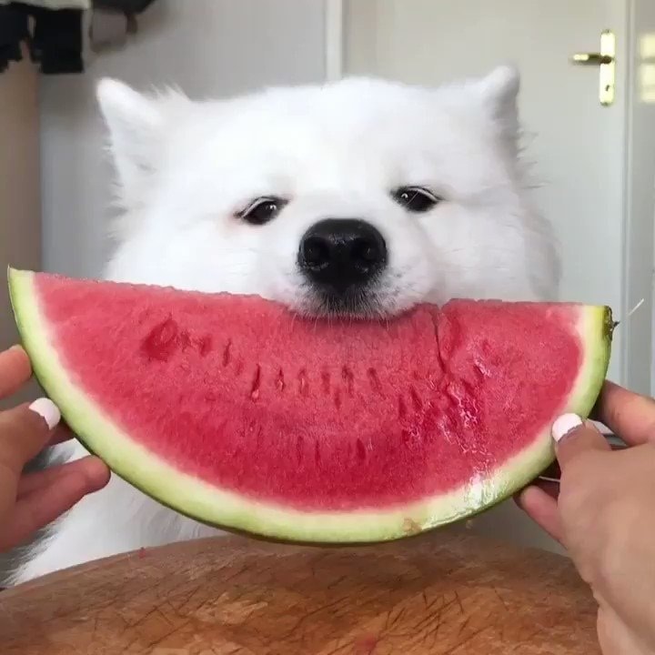 can my dog eat watermelon