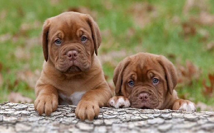 how much does a dogue de bordeaux weigh