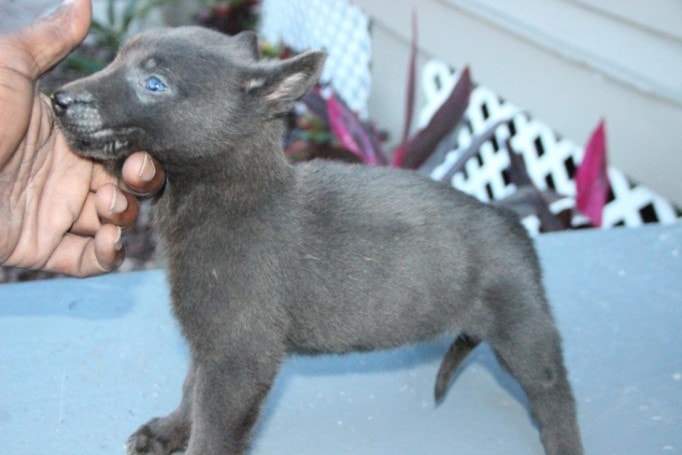 grey dutch shepherd