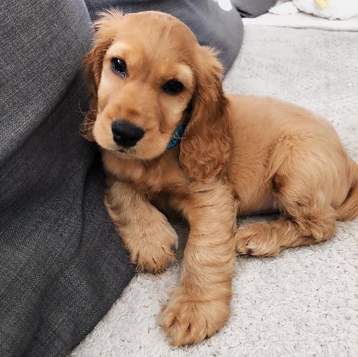 Pets Cocker Spaniel Puppy For Sale In New South Wales Australia.